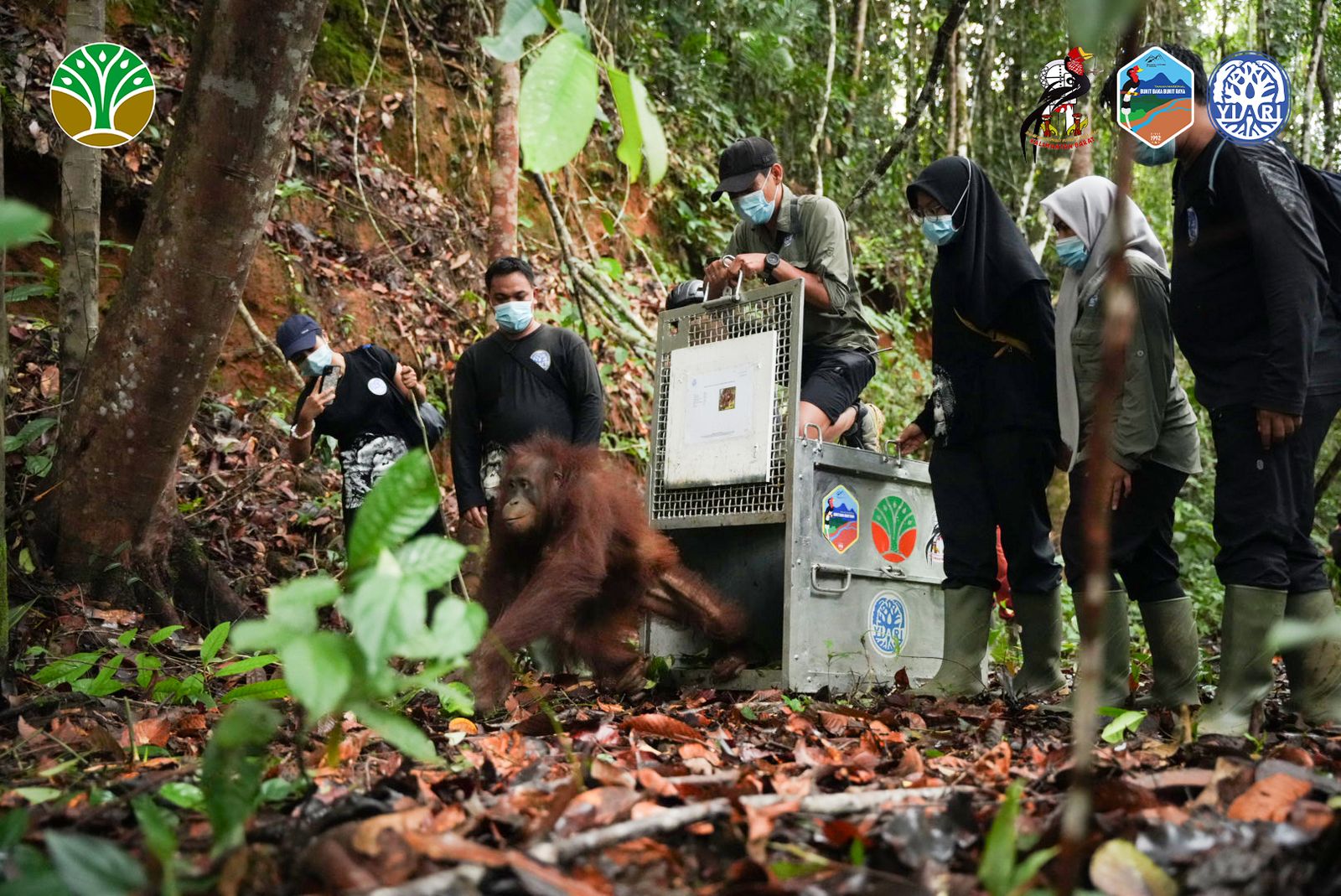 A group of conservationists surround a metal crate with the door up in the Borenean jungle as a young male orangutan is caught in a blur of motion as it exits the crate to freedom
